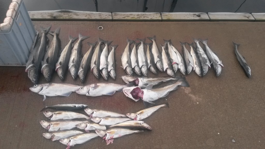 Vinnerfangsten 26.44 kg